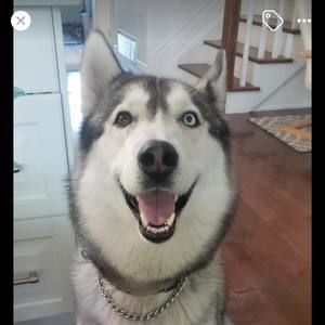 Meet your Posher, Lesia